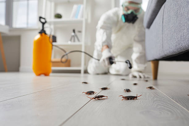 Commercial Rodent Management in Russell